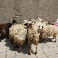 ۱۲ راس میش و کاور چاق
