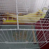 عروس هلندی. قفس