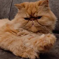 پرشین سوپر فلت گلد|گربه|رشت, کوی مهر|دیوار