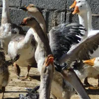فروش غاز|حیوانات مزرعه|کرمان, |دیوار