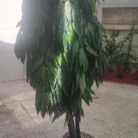 با مشتری کنار میام درحال اثاث کشی، درختچه انبه