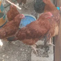جوجه خروس اذون نگفته مخصوص دوایی
