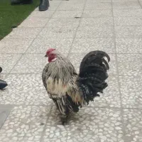 معاوضه داریم|حیوانات مزرعه|قم, ولیعصر|دیوار