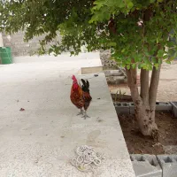 مرغ و خروس پاکوتاه|حیوانات مزرعه|خمیر, |دیوار