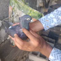 کبوتر دم سفید سالم سرحال نیاز به پول دارم|پرنده|رامهرمز, |دیوار