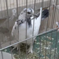 ماده پرشی|پرنده|نیریز, |دیوار