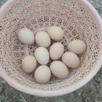 ماکیان|حیوانات مزرعه|سراوان, |دیوار