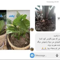 قرص کود گیاهی|گل و گیاه طبیعی|اهواز, منازل کارون|دیوار