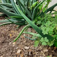 گل تزئینی .|گل و گیاه طبیعی|خلجستان, |دیوار