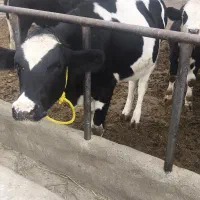 فروش گاو|حیوانات مزرعه|بکتاش, |دیوار