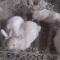 بچه خرگوش