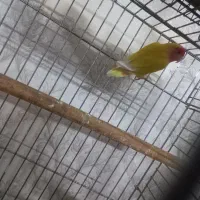 طوطی کوتوله