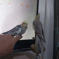 عروس هلندی مولد نر وماده