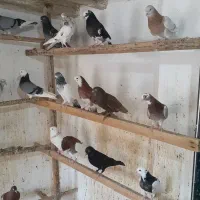 کبوتر   ‌.  شازده|پرنده|قشم, |دیوار