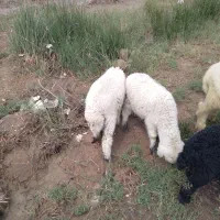 بره نرو ماده