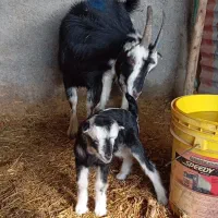 بز خلج خال پشت شکم اول