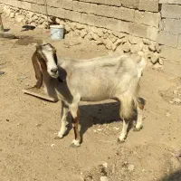 بز دورگ|حیوانات مزرعه|سعدآباد, |دیوار