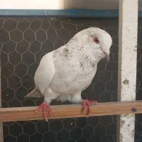 کبوتر کفتر کله دم بور