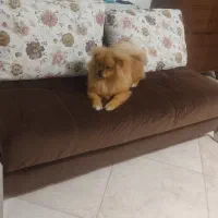 سگ پامرین آپارتمانی|سگ|سلمان‌شهر, |دیوار