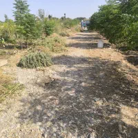 باغچه250متری|فروش خانه و ویلا|اسلام‌شهر, شهرک مصطفی خمینی|دیوار