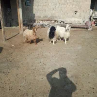 فروش ۳ راس بز جوان