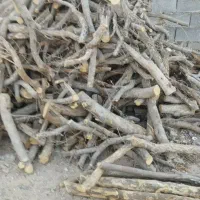 خریدار انواع چوب|خدمات باغبانی و درختکاری|فسا, |دیوار