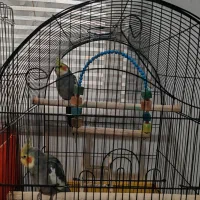 دو عدد عروس هلندی