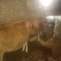 گاو به همراه گوساله|حیوانات مزرعه|تبریز, |دیوار