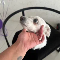 واگذاری سگ شیتزو