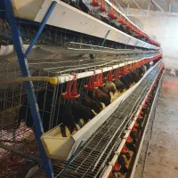 خروس گلپایگان جوان