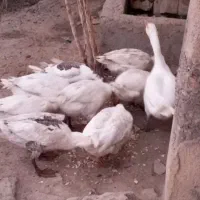 ۱۰عدد قاز|حیوانات مزرعه|بروجرد, |دیوار