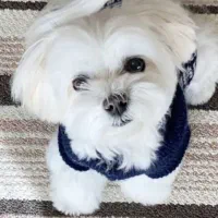 توله سگ های کوچولو موچولو خواستنی|سگ|باغستان, |دیوار