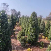 گل . یاس هلندی قیچی خورده زمینی|گل و گیاه طبیعی|شیرود, |دیوار