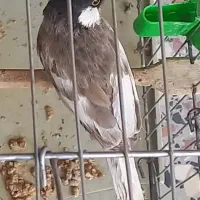 پرنده|پرنده|شیراز, طلاب|دیوار