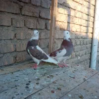 کفتر پرشتی|پرنده|نهاوند, |دیوار