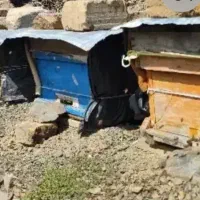 فروش زنبور عسل محلی