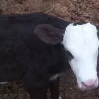 گوساله ماده سه ماه