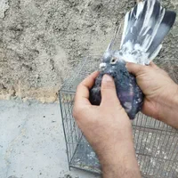 کبوتر پرشی|پرنده|اصفهان, سلطان‌آباد|دیوار