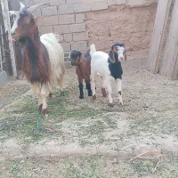 بز دوقلوزا|حیوانات مزرعه|آغاجاری, |دیوار