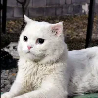 گربه اسکاتیش نر