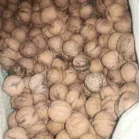 گردو|خوردنی و آشامیدنی|جوانرود, |دیوار