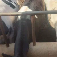 گوساله ماده چاق