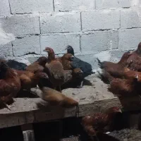 مرغ فریح جوان|حیوانات مزرعه|عجب شیر, |دیوار