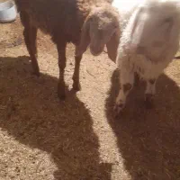 بره نر|حیوانات مزرعه|تیمور آباد, |دیوار