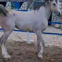 نریان سیلمی عرب خالص کره فیگارو جی وارداتی