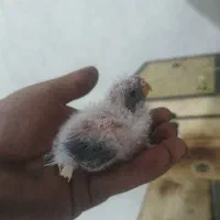 جوجه نئوفاما رزبرک