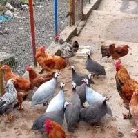 مرغ شاخدار|حیوانات مزرعه|رحیمآباد, |دیوار