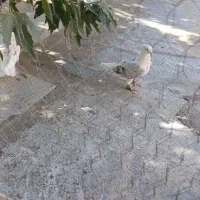 کبوتر گمشده