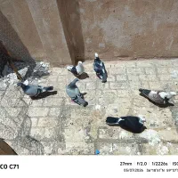 کبوتر یا کفتر پرشی