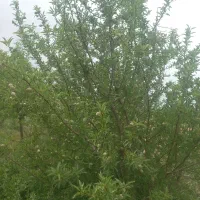 فروش باغ بادام|فروش دفتر صنعتی، کشاورزی، تجاری|دشتابی, |دیوار